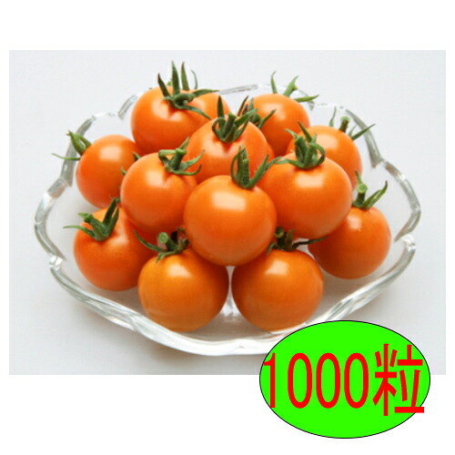 【入荷次第出荷】カネコ種苗 オレンジパルフェ 1000粒|トキワカメラ