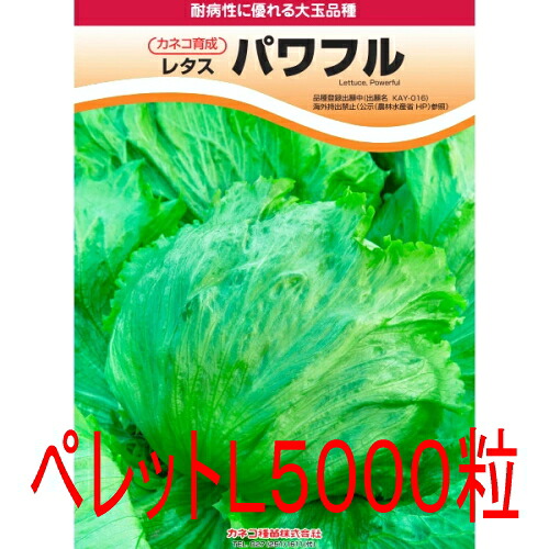 【入荷次第次第に積みだし】カネコ種苗 豪然たる（ＮＰＹ－０１６） 萵苣 ペレット５０００粒