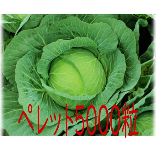 【入荷次第出荷】カネコ種苗　彩宝　キャベツ　ペレット５０００粒