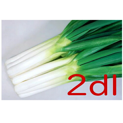 【入荷次第出荷】カネコ種苗 SUKIYAKI葱 2dl
