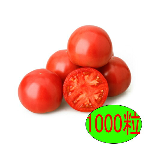 【入荷次第出荷】カネコ種苗　耐病竜福　1000粒