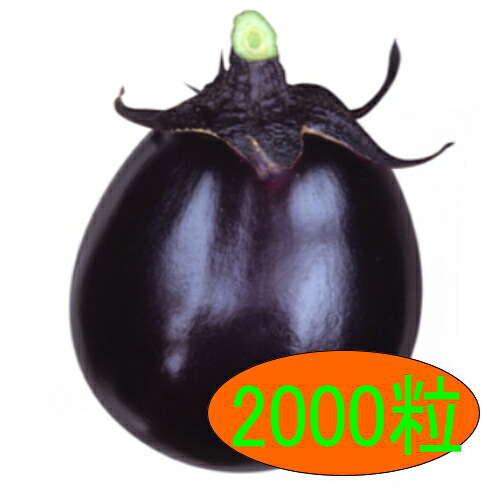 【入荷次第出荷】カネコ種苗　太助大丸　2000粒｜トキワカメラ