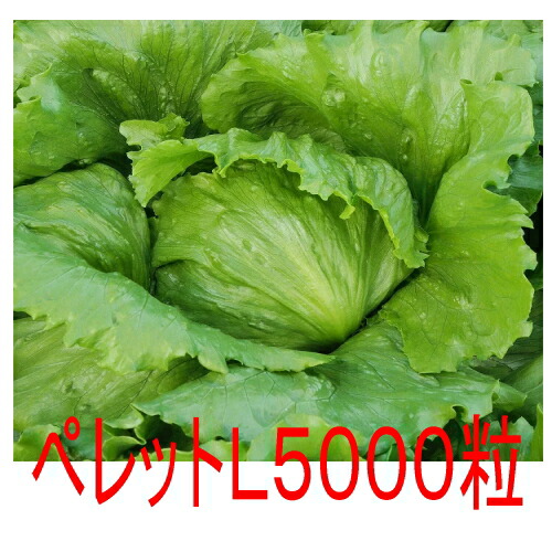 【入荷次第出荷】カネコ種苗　チアフル　レタス　ペレット５０００粒