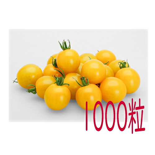 【入荷追い追いにさし出し】カネコ種苗 ＴＹ黄色ミミ ミニ赤なす １０００粒