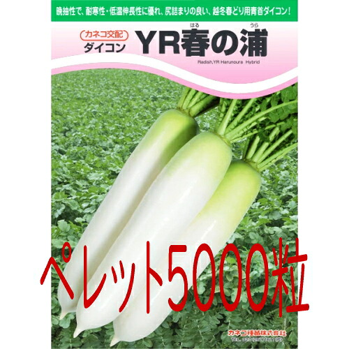 【入荷次第次第に積みだし】カネコ種苗 ＹＲ春の浦 大根役者 ペレット５０００粒