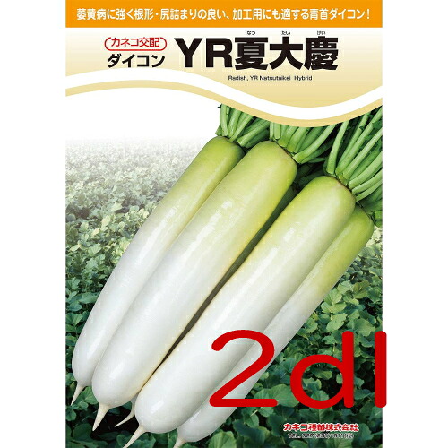 【入荷次第次第に積みだし】カネコ種苗 ＹＲ夏大慶 大根役者 ２ｄｌ