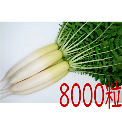 【入荷次第次第に積みだし】カネコ種苗 ＹＲ夏ゆたか 大根役者 ８０００粒