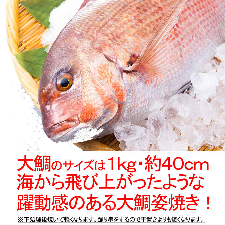 楽天市場 祝い鯛姿焼き １ｋｇ 約４０ｃｍ お祝い飾り付き 焼き鯛 お正月 お七夜 お食い初め おくいぞめ 初節句 雛祭り 桃の節句 子供の日 端午の節句 敬老のお祝い様々なお祝いに特大サイズの祝鯛の姿焼き 鯛 塩焼き 焼鯛 季膳味和 楽天市場店