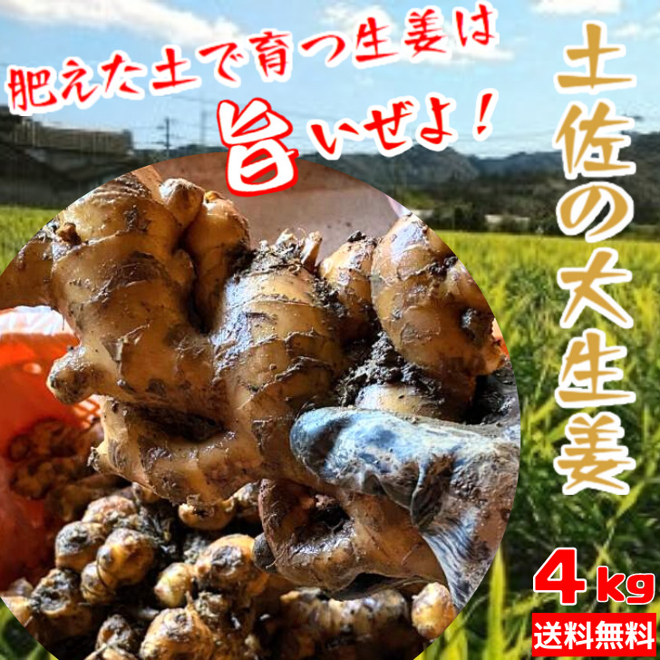 高知県四万十町産種生姜18キロ