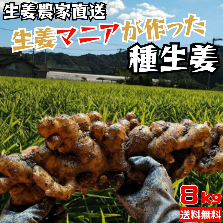 農家直送 土佐の種生姜 8kg 高知県産 生姜 農家 栽培 家庭菜園 国産 温活 野菜 料理 送料無料(北海道、沖縄除く)