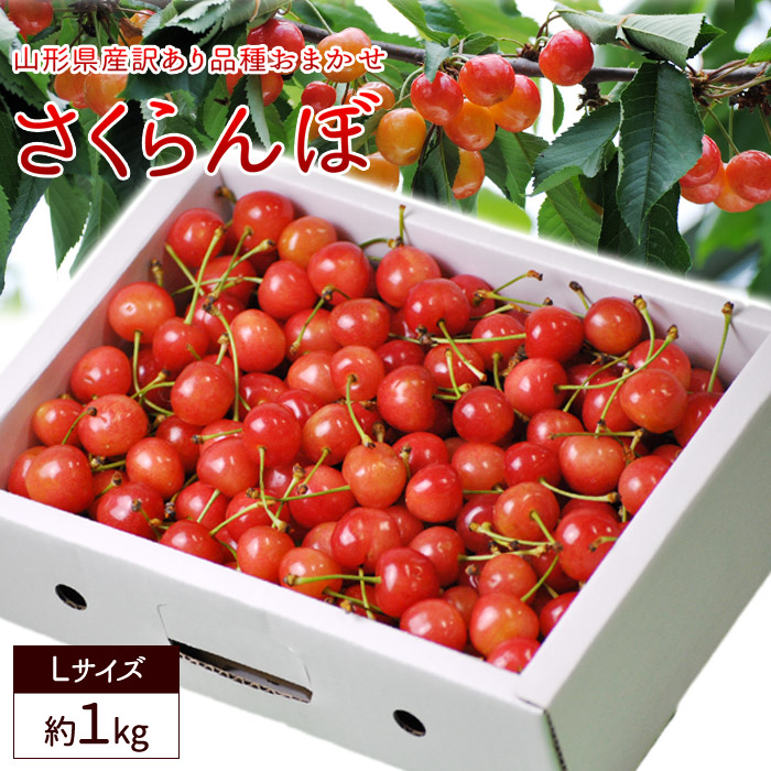 さくらんぼ 山形県産 訳あり 約1kg前後 バラ直詰め Ｌサイズ 品種おまかせ 送料無料 佐藤錦 紅秀峰  南陽 サミット ナポレオン 紅てまり など