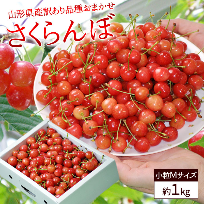 楽天市場 訳あり さくらんぼ 約1kg ｍサイズ 自宅用 色づき悪い 変形 キズ含む 露地栽培 佐藤錦 紅秀峰 など 品種おまかせ 送料無料 やまがた特産屋