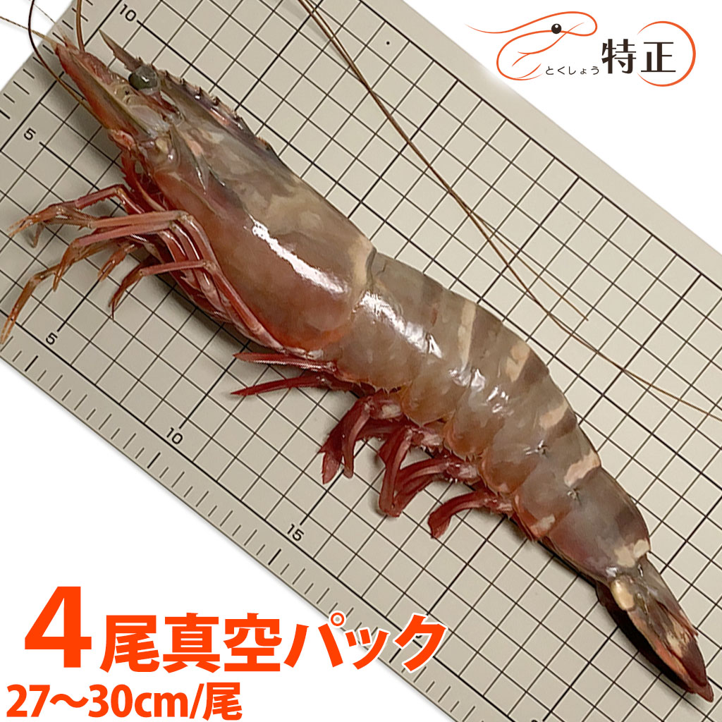 スーパー・ジャンボ有頭シータイガー海老 4尾真空パック 27～30cm/尾程 加熱用 船内凍結海老原料 大型えび バーベキュー エビフライ 天然エビ