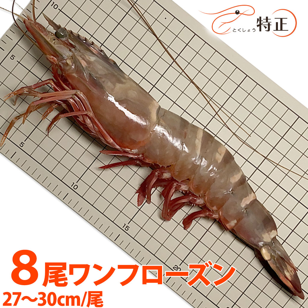 【特大】スーパー・ジャンボ有頭シータイガー海老 27～30cm/尾程 8尾 ワンフローズン 超特大えび バーベキュー エビフライ 天然エビ