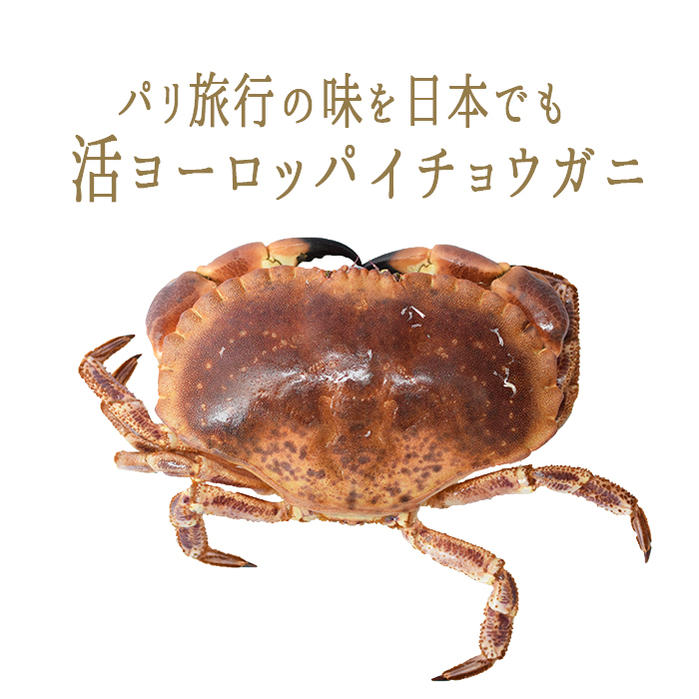 楽天市場 12 10 金 限定出荷 活 ヨーロッパイチョウガニ トゥルトー フランス産 約500g 1kg 冷蔵品 単品発送品 東京468食材