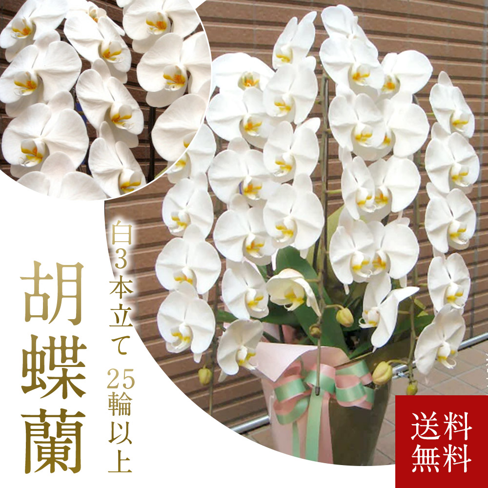 75 以上節約 お祝い 3万円 胡蝶蘭 大輪 社長就任 3本立ち こちょうらん 白 送料無料 銀座 コチョウラン 立札 25輪以上確実 つぼみ込み 花 観葉植物