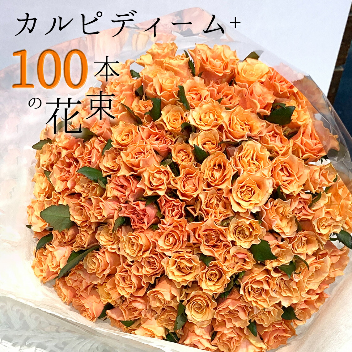 オレンジ バラ 100本の花束 カルピディーム+ 母の日 送料無料 送料込み 銀座の橙バラ 薔薇 ギフト 花 2026 花束 プレゼント 記念日 誕生日 お祝い 珍しい 豪華 生花 お祝 プロポーズ 結婚祝い 結婚 退職 長寿 金婚式 カルピデューム クール便選択可能|花とギフト銀座東京フラワー