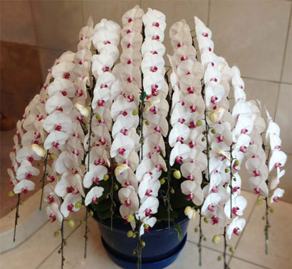 最新人気 楽天市場 胡蝶蘭 15本立 開店祝い 豪華 花 都内配送料無料 銀座 胡蝶蘭配送 お祝い 開店 御祝 お祝 上場祝 花 就任祝 贈答 母の日 花とお酒とギフト銀座東京フラワー 半額品 Lexusoman Com