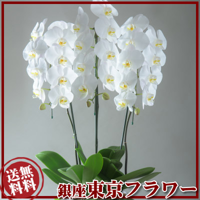 魅力的な 胡蝶蘭 1万8000円 白 法人ギフト円 売れてる 銀座の胡蝶蘭 お祝い 開店 御祝 お祝 上場祝 花 就任祝 贈答 人気が高い Ihmc21 Com