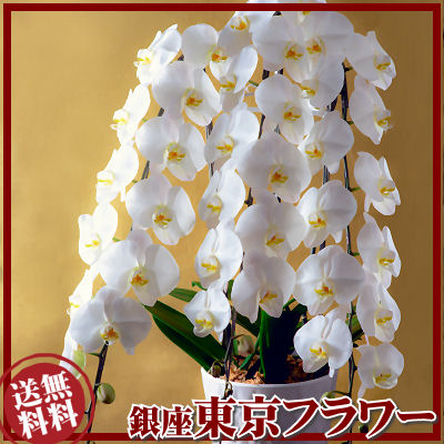 楽天市場 胡蝶蘭3万円色選択法人ギフト円売れてる銀座の胡蝶蘭 お祝い 開店 御祝 お祝 上場祝 花 就任祝 花とお酒とギフト銀座東京フラワー