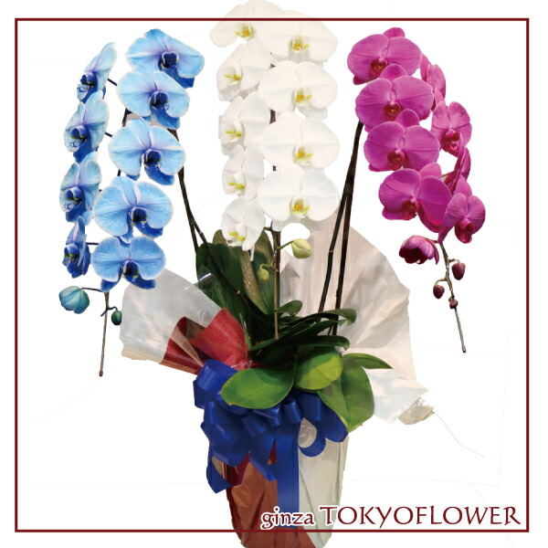 人気ブランドを トリコロール胡蝶蘭 フラワーギフト 蘭 3本立 フラワーギフト 送料無料 お祝い 開店 御祝 お祝 上場祝 花 就任祝 贈答 母の日 早割 時間指定不可 Www Lexusoman Com