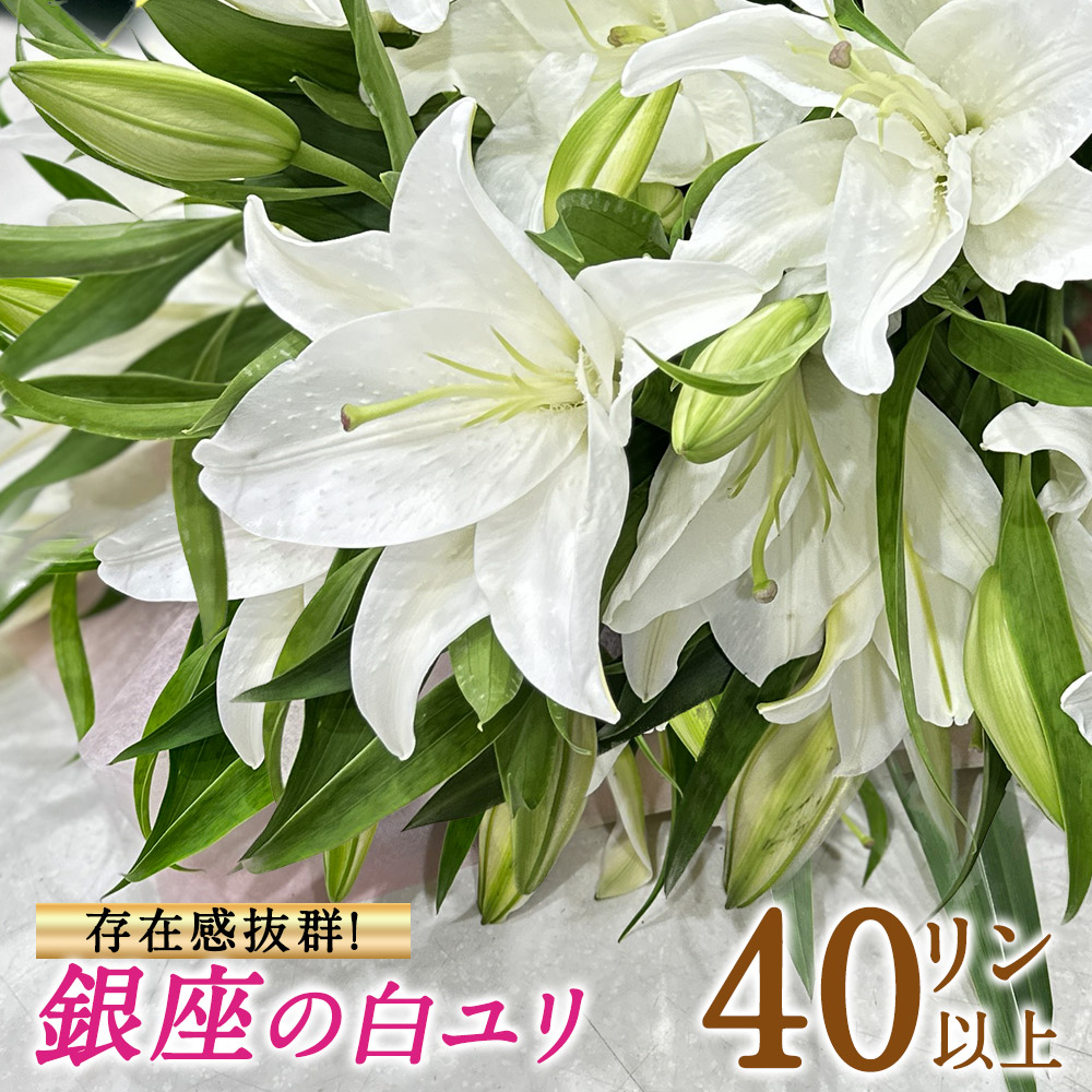 おトク 銀座の白ユリ 花束 プレゼント 40輪 6本以上 送料無料 ゆり 百合 ギフト 誕生日 お悔やみ お供え 誕生日花束 結婚記念日 豪華大輪系 オリエンタル 白いユリの花束 40輪以上 冬季配送不可地域あり Clasificasa Com おトク 銀座の白ユリ 花束 プレゼント 40輪 6本以上 送料無料 ゆり 百合 ギフト 誕生日 お悔やみ お供え 誕生日花束 結婚記念日 豪華大輪系 オリエンタル 白いユリの花束 40輪以上 冬季配送不可地域あり Clasificasa Com