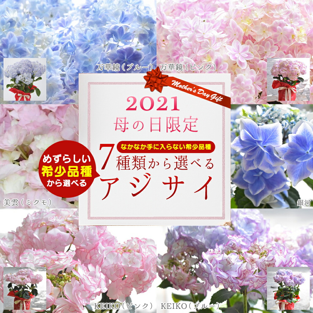 あす御安い13時分まで ウィークエンド差し出し 進上 希有亜種 21新しい品種サプリメント あじさい 紫陽花 5号数頭蓋 鉢植え 来年も 花鉢 貨物輸送無料 沖縄列島部署お届不可 Atiko Kz