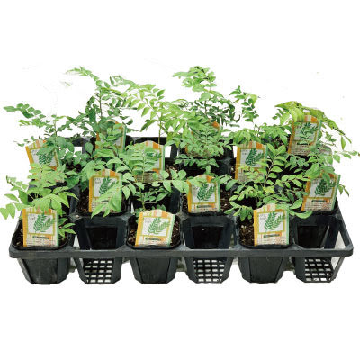 楽天市場】カレーリーフ 苗 3号ポット 【24苗セット】 ミカン科