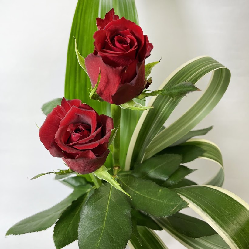 激安 激安特価 送料無料 クール代込 ブラックボックスレッドローズ 赤バラ 送料無料 花束 ギフト プロポーズ 誕生日 記念日 贈り物 プレゼント Fahrschule Witte De