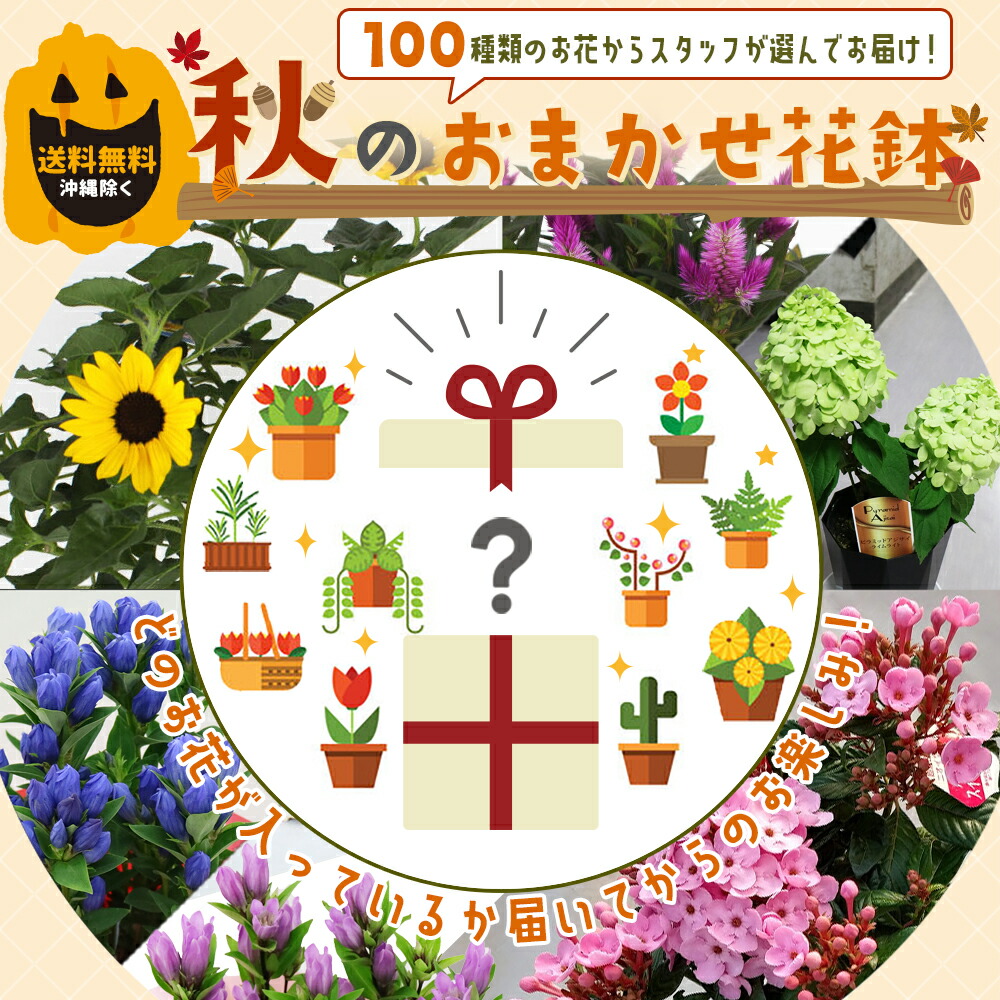 オンラインショップ 季節の花鉢 おまかせ 鉢植え 花鉢 内祝い ギフト 送料無料 プレゼント 盆栽 花壇 園芸 花のプレゼント あす楽 観葉植物  tuulikuautoaed.ee