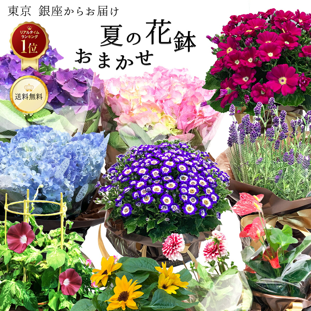 Amazon｜お誕生日鉢花ギフト香りの鉢花 ラベンダー鉢植え
