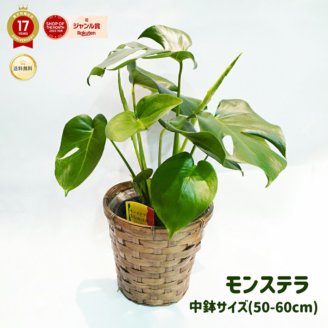 楽天市場】斑入りモンステラ 希少 立派な観葉植物 : パリジェンヌ