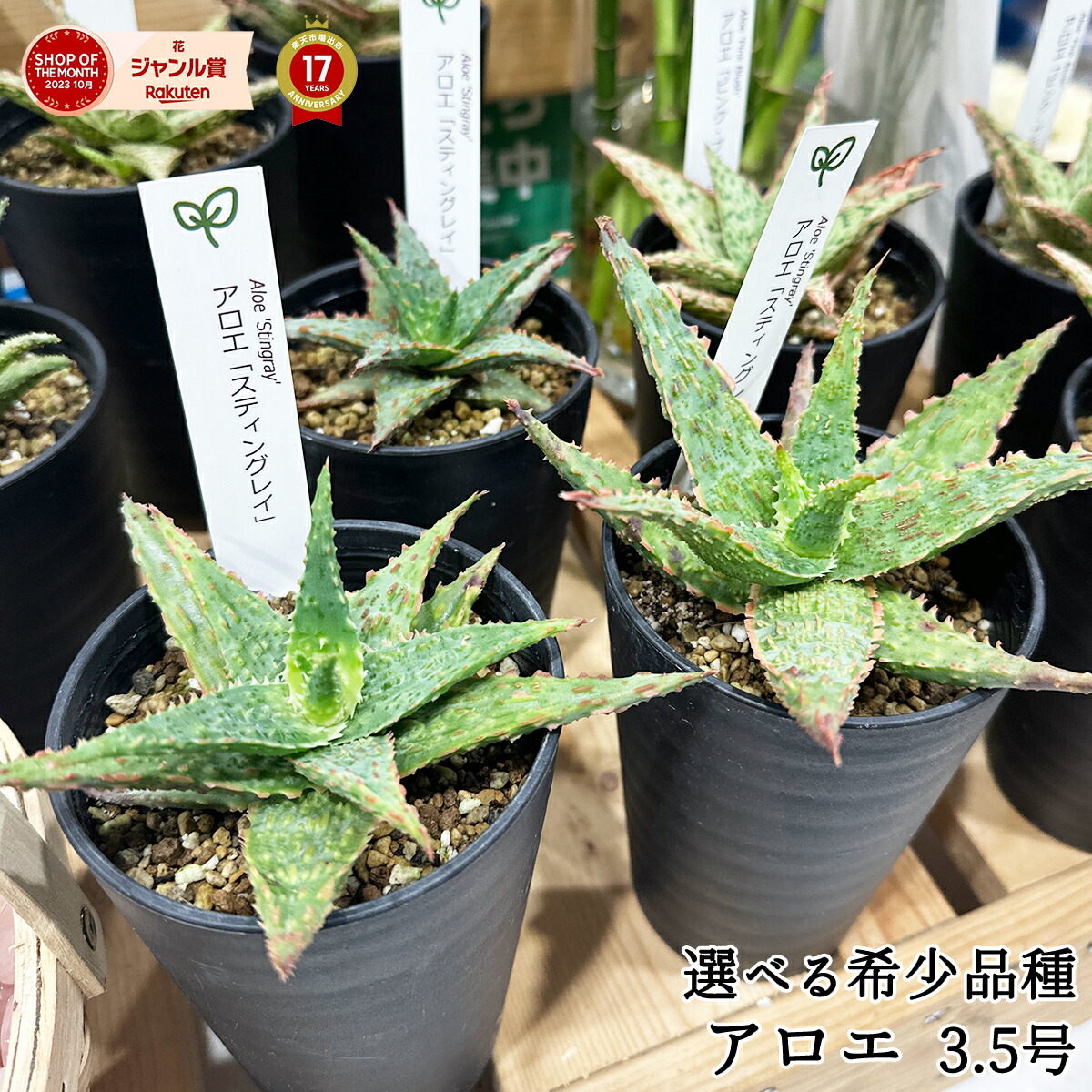 楽天市場】ハイブリッド アロエ 3号サイズ 鉢植え 多肉植物 タニク