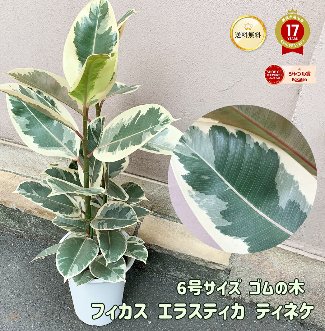 楽天市場】PLANCHU 観葉植物 フィカス ジン 3.5号鉢 受け皿付き