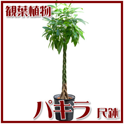 全日本送料無料 楽天市場 観葉植物 パキラ 大鉢 送料無料 S 贈答 花とお酒とギフト銀座東京フラワー 激安特価 Www Psht Or Id