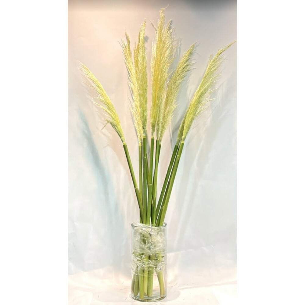 楽天市場 パンパス グラス 生 花 インテリア フェザー 1本 植物 別名 シロガネヨシ 観葉植物 オーナメンタルグラス 花とお酒とギフト銀座東京フラワー