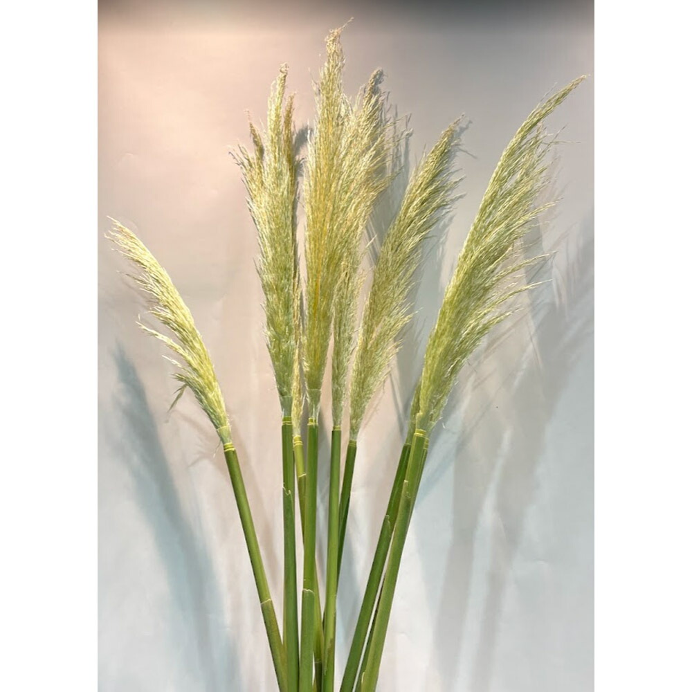 楽天市場 パンパス グラス 生 花 インテリア フェザー 1本 植物 別名 シロガネヨシ 観葉植物 オーナメンタルグラス 花とお酒とギフト銀座東京フラワー