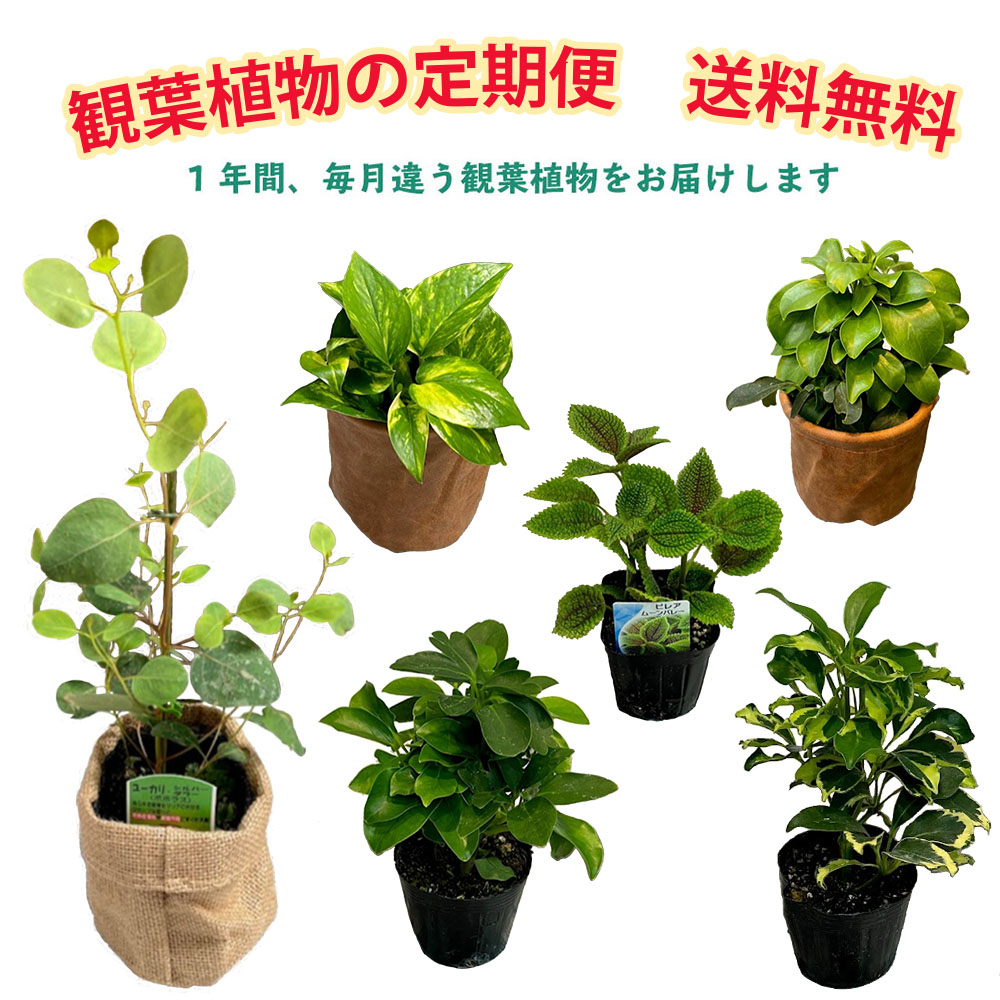 定期便 観葉植物 苗 1年間コース 12回 毎月届く 毎月違う植物を楽しむ 苗木 送料無料 頒布会 サブスク サブスクリプション インテリア