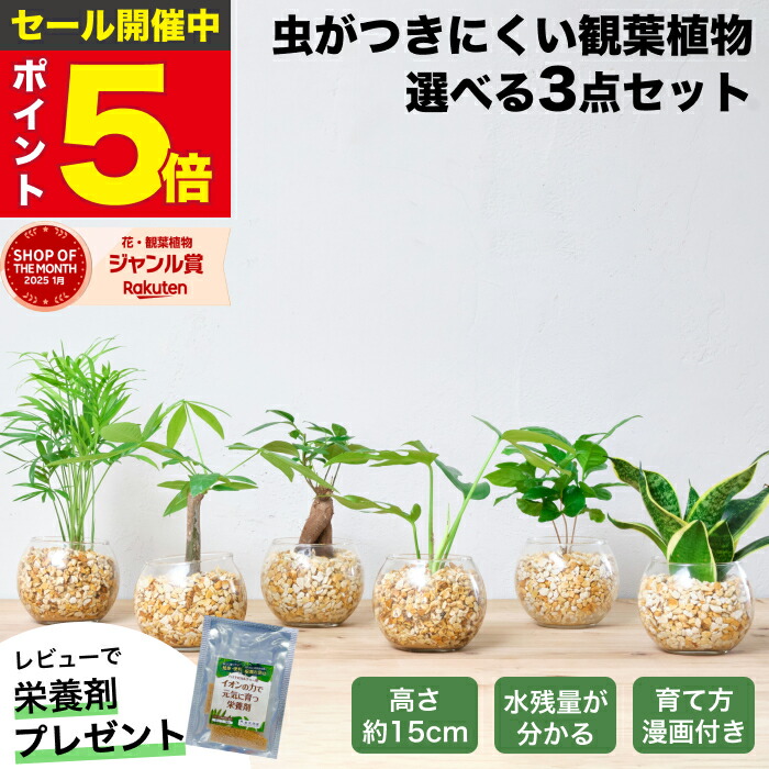 【1位・10000個超販売実績】 観葉植物 選べる3点 セット ハイドロカルチャー 小さい 土を使わない観葉植物 虫 わかない 初心者 室内 おしゃれ 卓上 玄関 トイレ インテリア リビング 風水 洗面所 寒さに強い お祝い ギフト ミニ 日陰 本物 開店祝い 水耕栽培 東京寿園