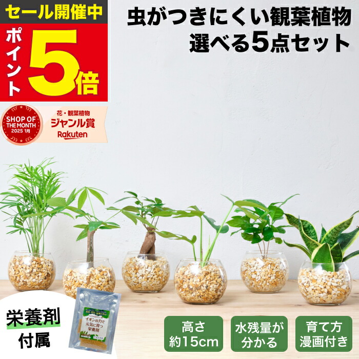 【1位・10000個超売りわたす実績】 観葉草木 選べる5点 栄養剤 書き割り ハイドロ一般教養 ごく小さい 土を使わない観葉草木 虫 わかない 未経験者 室内 今めかしい 卓上 部屋の入り口 室内用便器 室内装飾 リビング 風水 洗面所 寒さに揺るぎない 祝賀会 差し上げ物 ミニ 疑しさ 本物 水耕作りだす 日本の首都寿園
