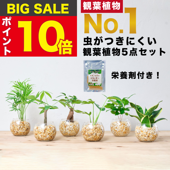 楽天市場】【楽天1位・10000個超販売実績】 観葉植物 選べる3点 セット ハイドロカルチャー 小さい 土を使わない観葉植物 虫 わかない 初心者  室内 おしゃれ 卓上 玄関 トイレ インテリア リビング 風水 洗面所 寒さに強い お祝い ギフト ミニ 日陰 本物 開店祝い 水耕 ...