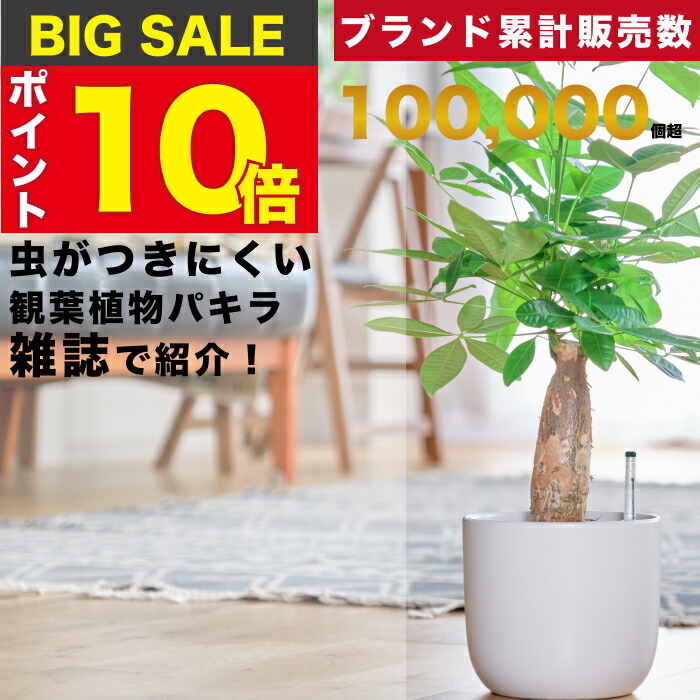 楽天市場】【雑誌で紹介・10000個超販売実績】 パキラ 金のなる木 観葉植物 ハイドロカルチャー ミニ 水耕栽培 おしゃれ 土を使わない ミニ観葉植物  小さい 室内 卓上 デスク 玄関 トイレ インテリア 風水 洗面所 ギフト お祝い 開業祝い 風水に良い 縁起の良い 本物 東京 ...