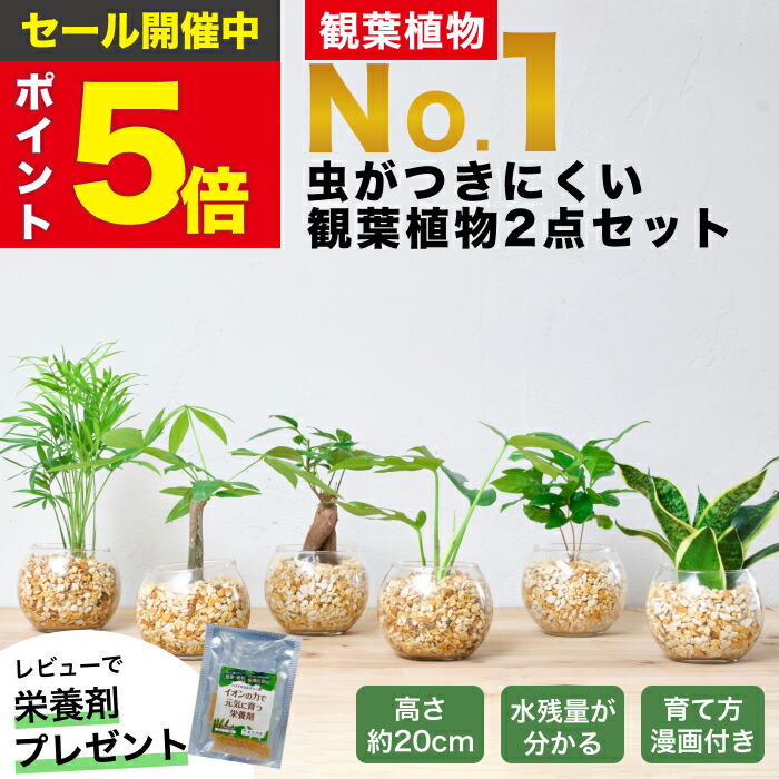 【楽天市場】【楽天1位・10000個超販売実績】 観葉植物 選べる2点 セット ハイドロカルチャー 小さい 土を使わない観葉植物 虫 わかない 初心者  室内 おしゃれ 卓上 玄関 トイレ インテリア リビング 風水 洗面所 寒さに強い お祝い ギフト ミニ 日陰 本物 開店 ...