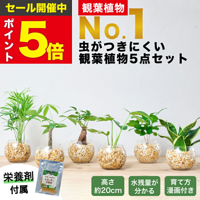 楽天市場】【楽天1位・10000個超販売実績】 観葉植物 選べる3点 セット ハイドロカルチャー 小さい 土を使わない観葉植物 虫 わかない 初心者  室内 おしゃれ 卓上 玄関 トイレ インテリア リビング 風水 洗面所 寒さに強い お祝い ギフト ミニ 日陰 本物 開店祝い 水耕 ...