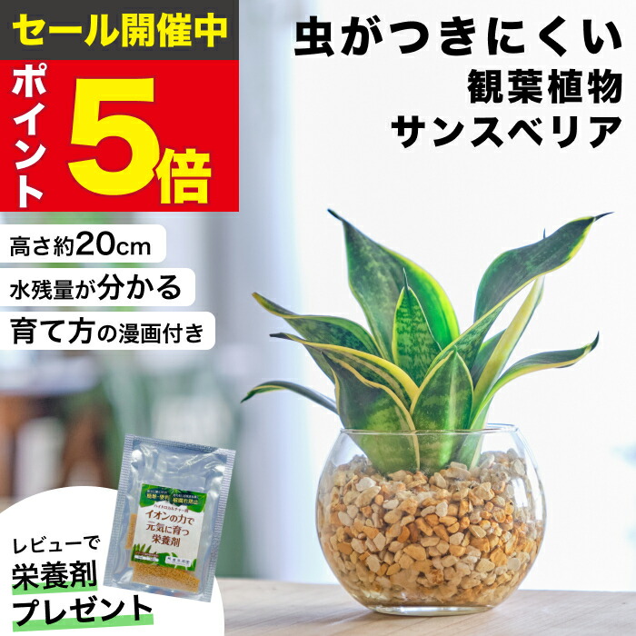 楽天市場】【雑誌で紹介・10000個超販売実績】サンスベリア サンセベリア ハニーボニー 観葉植物 ハイドロカルチャー ミニ 水耕栽培 土を使わない  希少 ミニ観葉植物 小さい 室内 おしゃれ 卓上 デスク 玄関 トイレ インテリア 風水 ギフト お祝い 開業祝い 風水に良い ...