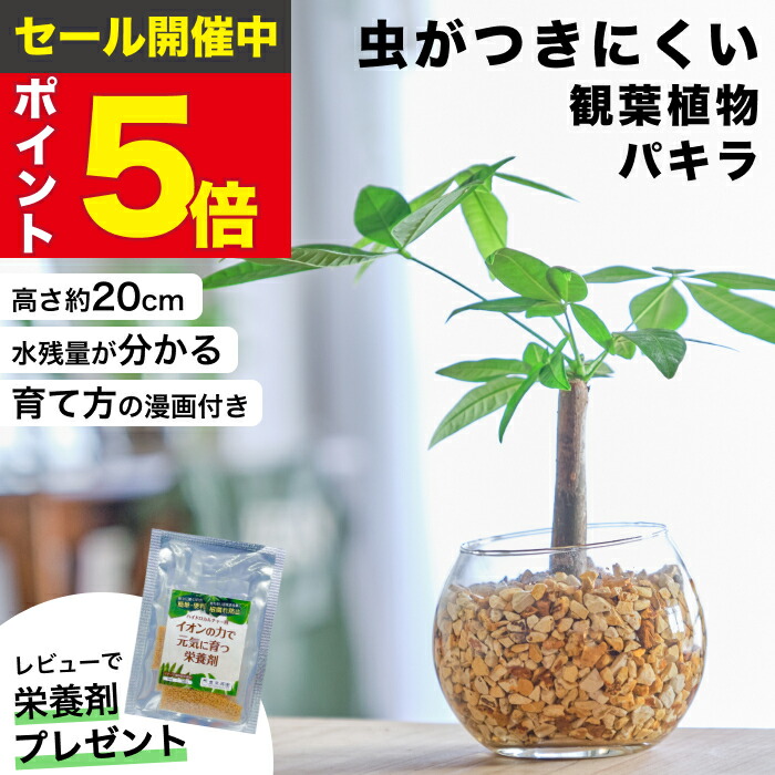 楽天市場】【雑誌で紹介・10000個超販売実績】 パキラ 金のなる木 観葉植物 ハイドロカルチャー ミニ 水耕栽培 おしゃれ 土を使わない ミニ観葉植物  小さい 室内 卓上 デスク 玄関 トイレ インテリア 風水 洗面所 ギフト お祝い 開業祝い 風水に良い 縁起の良い 本物 東京 ...