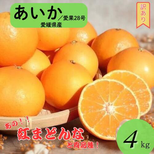愛媛　中島産　あいか28号　家庭用　5キロ箱✖︎2 12月から順次発送予定】 愛果28号 5kg あいか | 愛媛県松山市