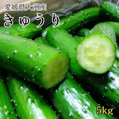 【きゅうり】 F1 早どり節成キュウリ ふしみどり(販売終了) | 花＆グリーン