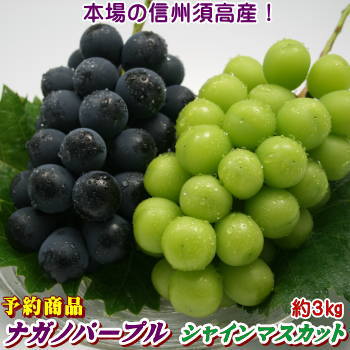 これが本場の味！長野県須高産！ナガノパープル！緑のシャインマスカット！詰合せ！6房（約3kg）種無しで皮ごと食べれちゃう♪