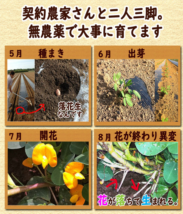 平成30年度落花生【送料込み】【栽培期間中無農薬!】ゆで落花生ナカテユタカ・3個セット・計1.5 kg【クール冷凍便】【楽ギフ_包装】【楽ギフ_のし】【楽ギフ_メッセ】 平成30年度落花生【送料込み】【栽培期間中無農薬!】ゆで落花生ナカテユタカ・3個セット・計1.5 kg【クール冷凍便】【楽ギフ_包装】【楽ギフ_のし】【楽ギフ_メッセ】